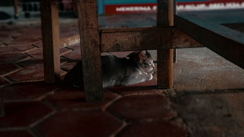 Cat lying on railing