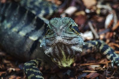 Close-up of lizard