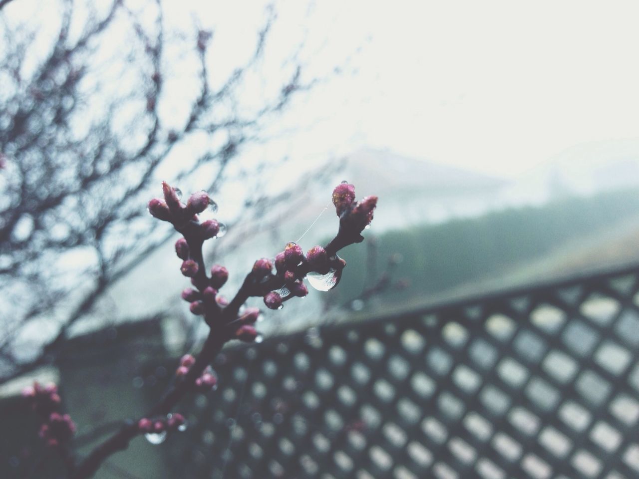 flower, freshness, fragility, growth, branch, focus on foreground, nature, beauty in nature, pink color, close-up, petal, blossom, low angle view, tree, sky, blooming, in bloom, cherry blossom, twig, selective focus