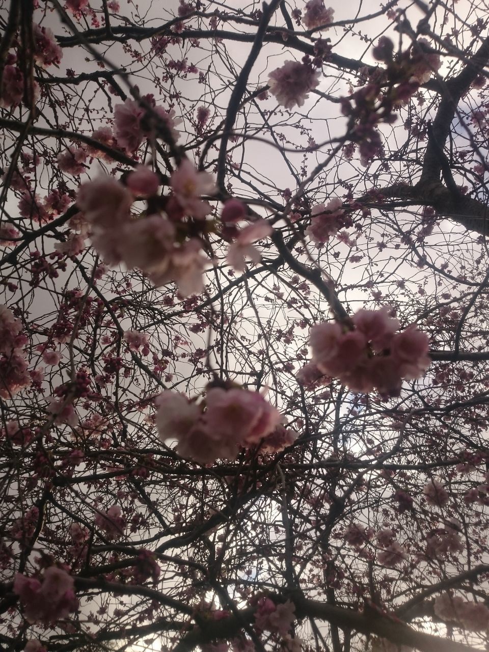 LOW ANGLE VIEW OF CHERRY BLOSSOMS ON TREE