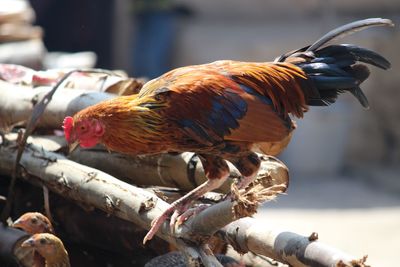 Close-up of rooster