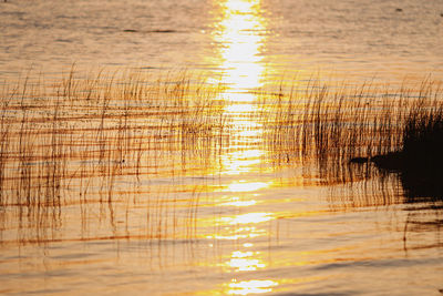 Scenic view of lake during sunset