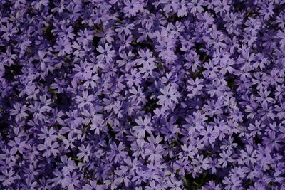 Full frame shot of purple flowers