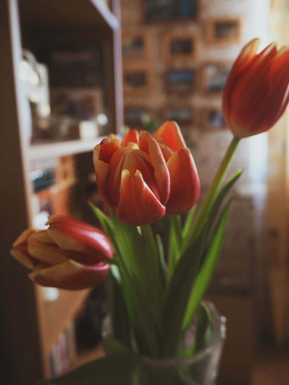 CLOSE-UP OF TULIP FLOWERS IN VASE