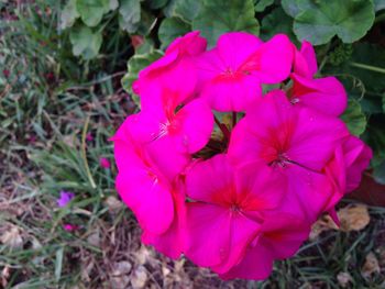 Close-up of pink flowers