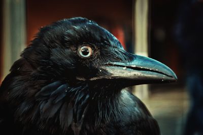 Close-up of a bird