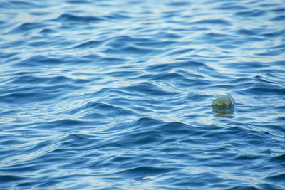 High angle view of a swimming in sea