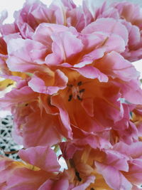 Full frame shot of pink rose flower