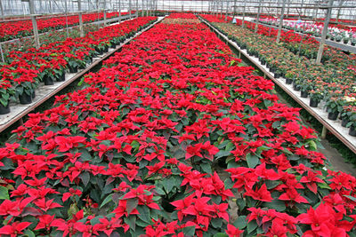 Close-up of red flowers in greenhouse