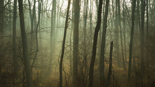 Dark and foggy autumn forest