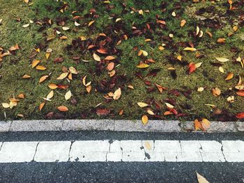 High angle view of autumn leaves