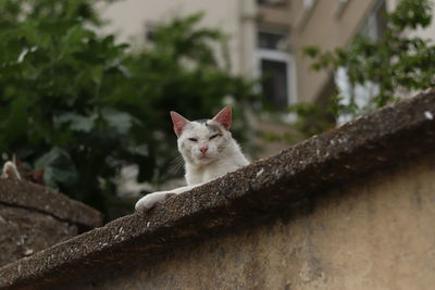 Close-up of a cat behind a wall