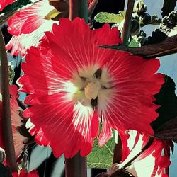 Close-up of red hibiscus blooming outdoors