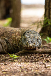 Komodo dragon relaxing