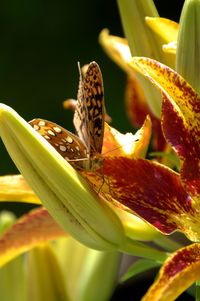 Close-up of butterfly pollinating on flower