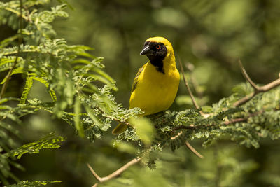 Bird perching on a plant