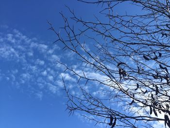 Low angle view of bare tree against sky