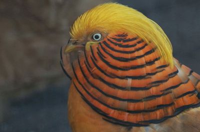 Close-up of golden pheasant