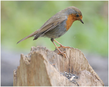 Close-up of bird perching on wooden post