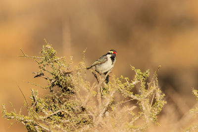 Bird perching on branch