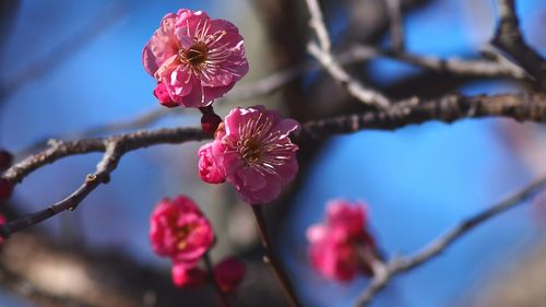 Close-up of pink flowers