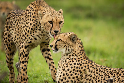 Close-up of cheetah standing licking one lying