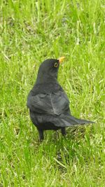 Black bird perching on a grass