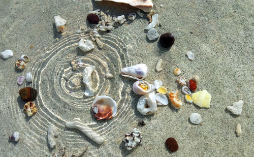 High angle view of seashells in sea on shore