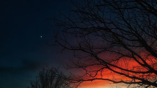 Low angle view of silhouette bare tree against sky at night