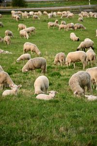 Lambs in a field