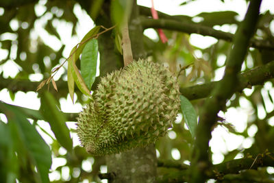 Low angle view of flowering plant