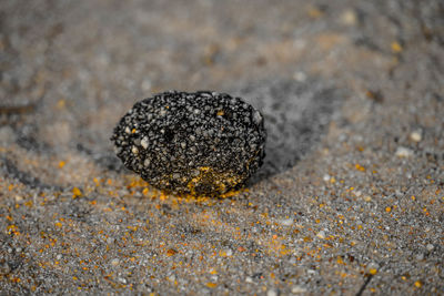 Close-up of crab on rock