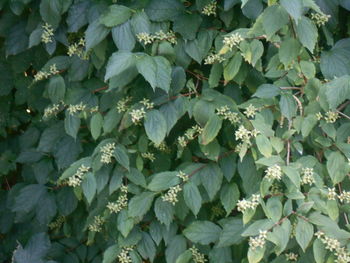leaf