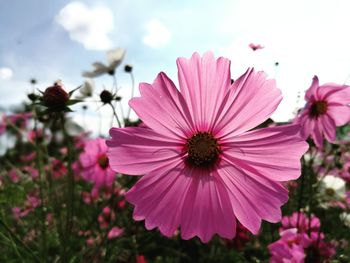 Close-up of pink flower blooming outdoors