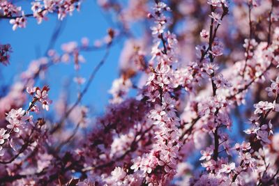 Low angle view of cherry blossoms in spring