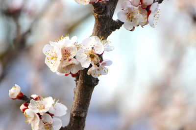 Close-up of cherry blossom