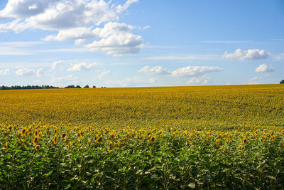 Scenic view of yellow flower field against sky