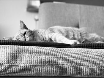 Cat sleeping on sofa