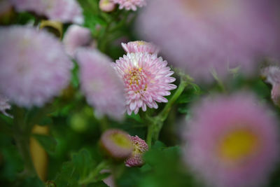 Close-up of pink flowering plant in park