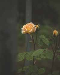 Close-up of rose blooming outdoors