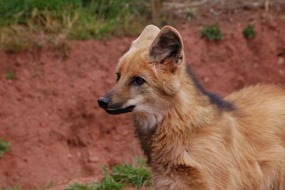 Close-up of maned wolf 
