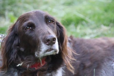 Close-up portrait of dog