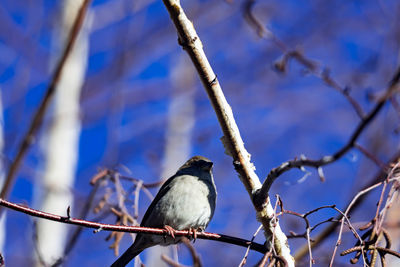 Low angle view of bird perching on branch