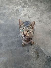 High angle view portrait of tabby cat