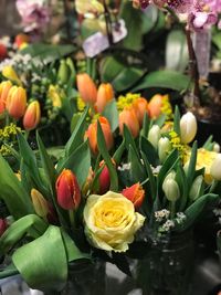 Close-up of tulips