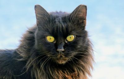 Portrait of cat against sky