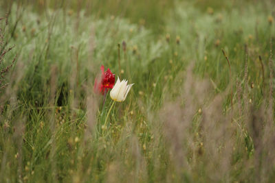 Close-up of red poppy flower on field