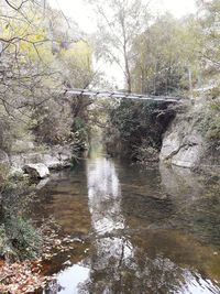 Scenic view of river flowing through forest