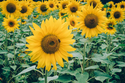 Close-up of yellow sunflowers