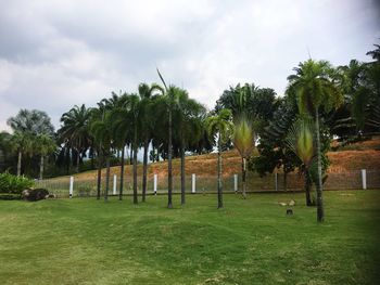 Trees in park against sky